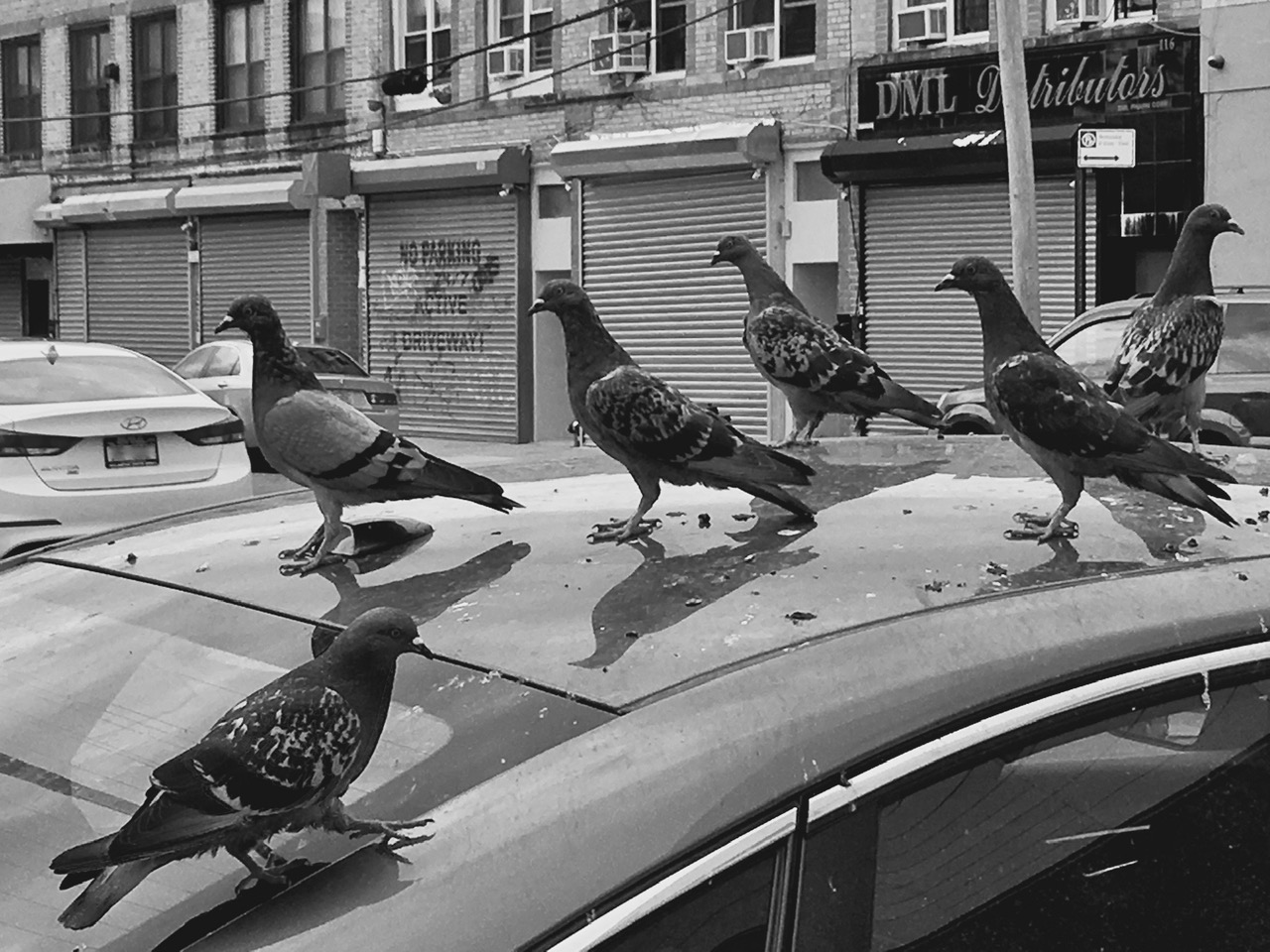 Birds on a Hood by Patricia Carragon